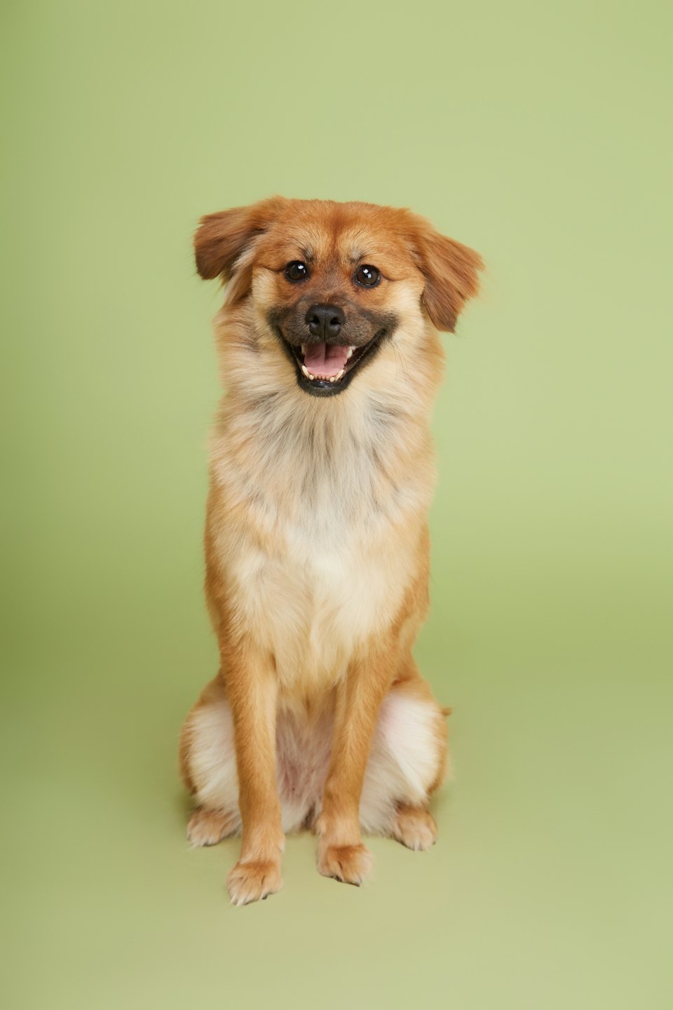 A smiling dog sits against a light green wall.