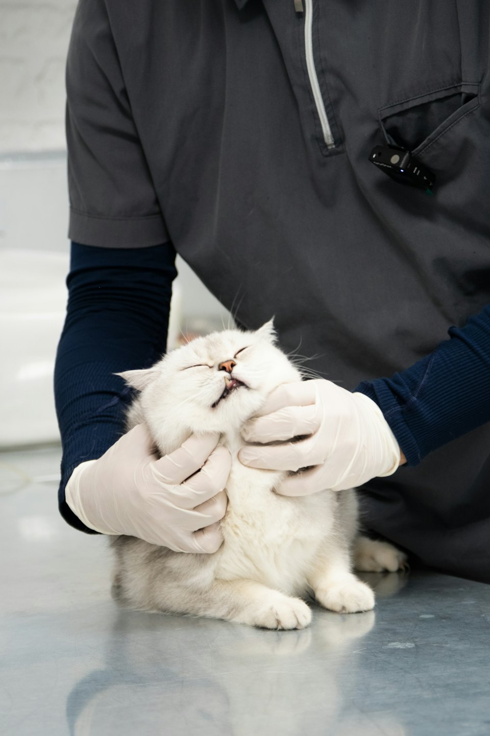 Veterinarian examines a relaxed long-haired cat on a table.